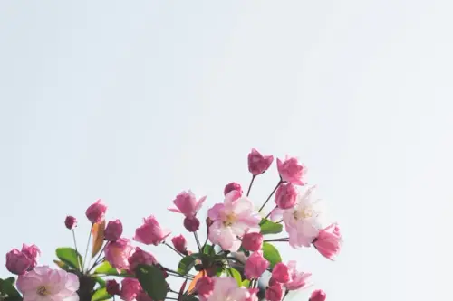 Cum să te pregătești pentru sezonul mărțișoarelor?