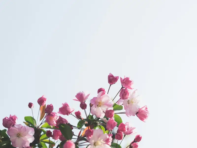 Cum să te pregătești pentru sezonul mărțișoarelor?