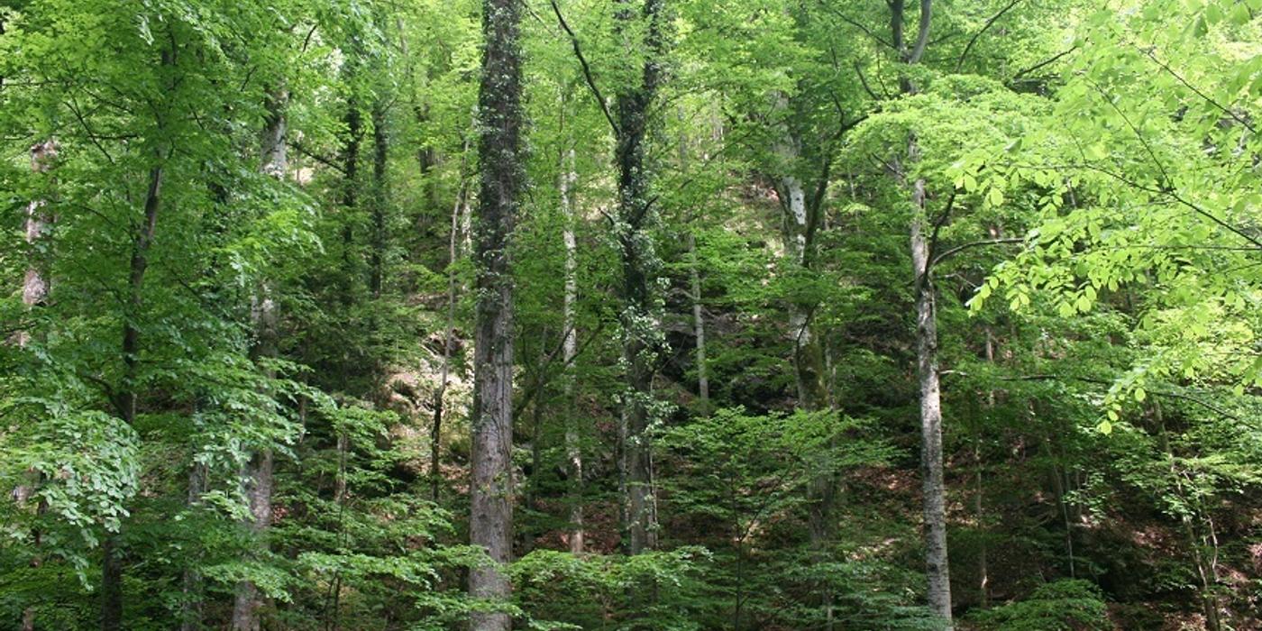 Ministerul Finanţelor: Ultimul pas pentru a lansa obligaţiuni verzi, îndeplinit / Boloş: In curând veţi vedea primele emisiuni lansate