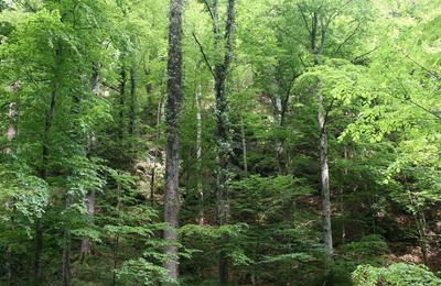 Ministerul Finanţelor: Ultimul pas pentru a lansa obligaţiuni verzi, îndeplinit / Boloş: In curând veţi vedea primele emisiuni lansate