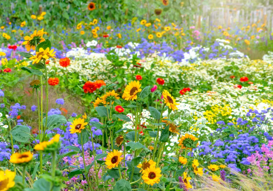 Grădina pe timp de caniculă. Ghid de supraviețuire pentru plante