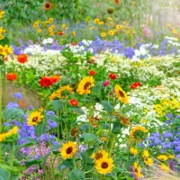 Grădina pe timp de caniculă. Ghid de supraviețuire pentru plante