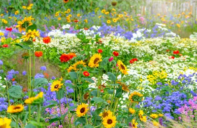 Grădina pe timp de caniculă. Ghid de supraviețuire pentru plante