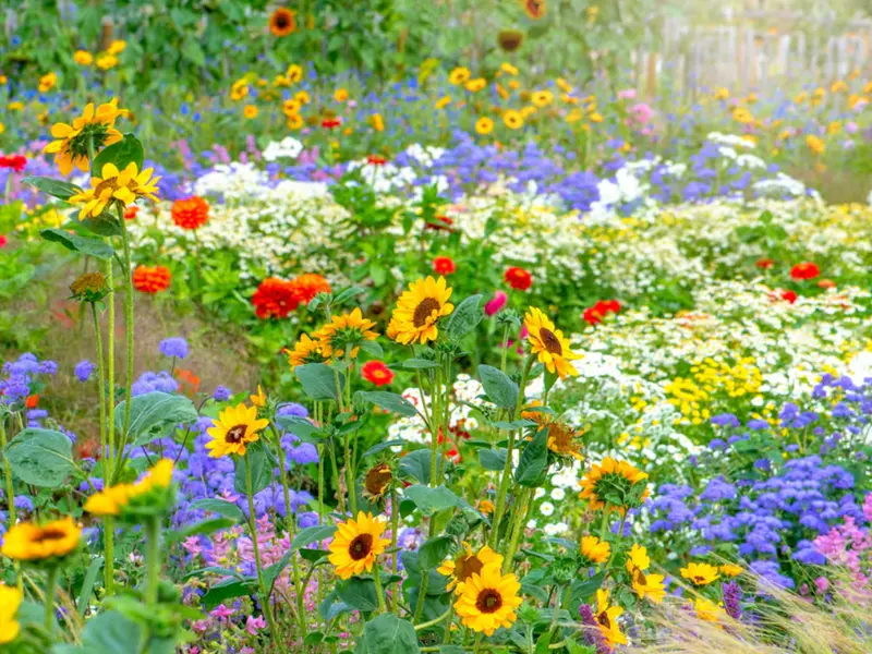 Grădina pe timp de caniculă. Ghid de supraviețuire pentru plante