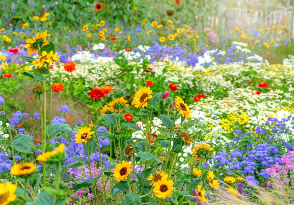 The Garden During a Heatwave: A Survival Guide for Plants