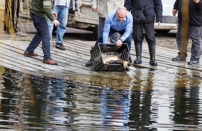 Emil Boc a participat la popularea lacurilor din Gheorgheni cu pește