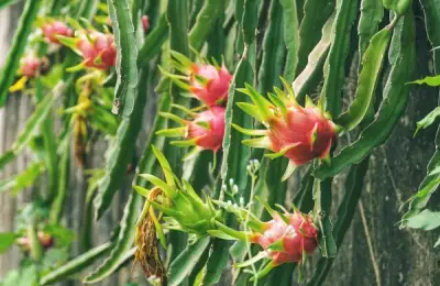 Fructul dragonului – ghid practic pentru ingrijirea si plantarea acestuifruct exotic in gradina ta