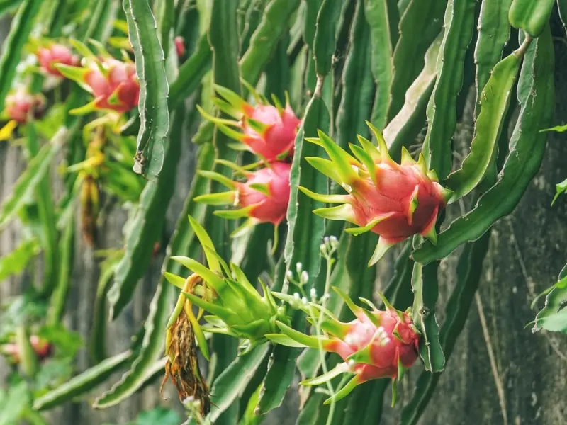 Fructul dragonului – ghid practic pentru ingrijirea si plantarea acestuifruct exotic in gradina ta