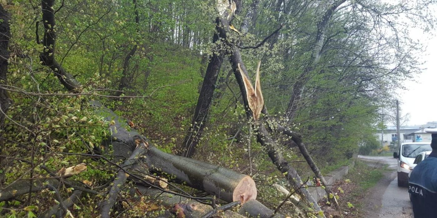 Un drum din județul Cluj a fost blocat astăzi dimineață de niște copaci căzuți pe carosabil