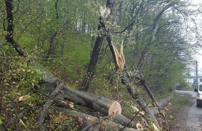 Un drum din județul Cluj a fost blocat astăzi dimineață de niște copaci căzuți pe carosabil