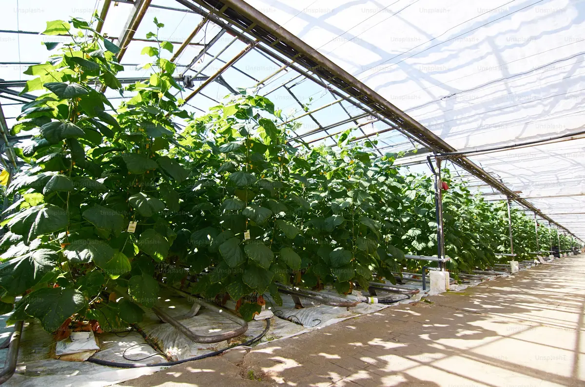 Top 6 idei privind amenajarea unui solar de legume în curte