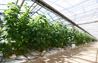 Top 6 Ideas for Setting Up a Vegetable Greenhouse in Your Yard