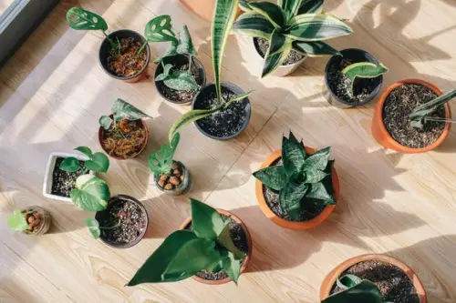 Intretinerea plantelor de interior pe perioada iernii