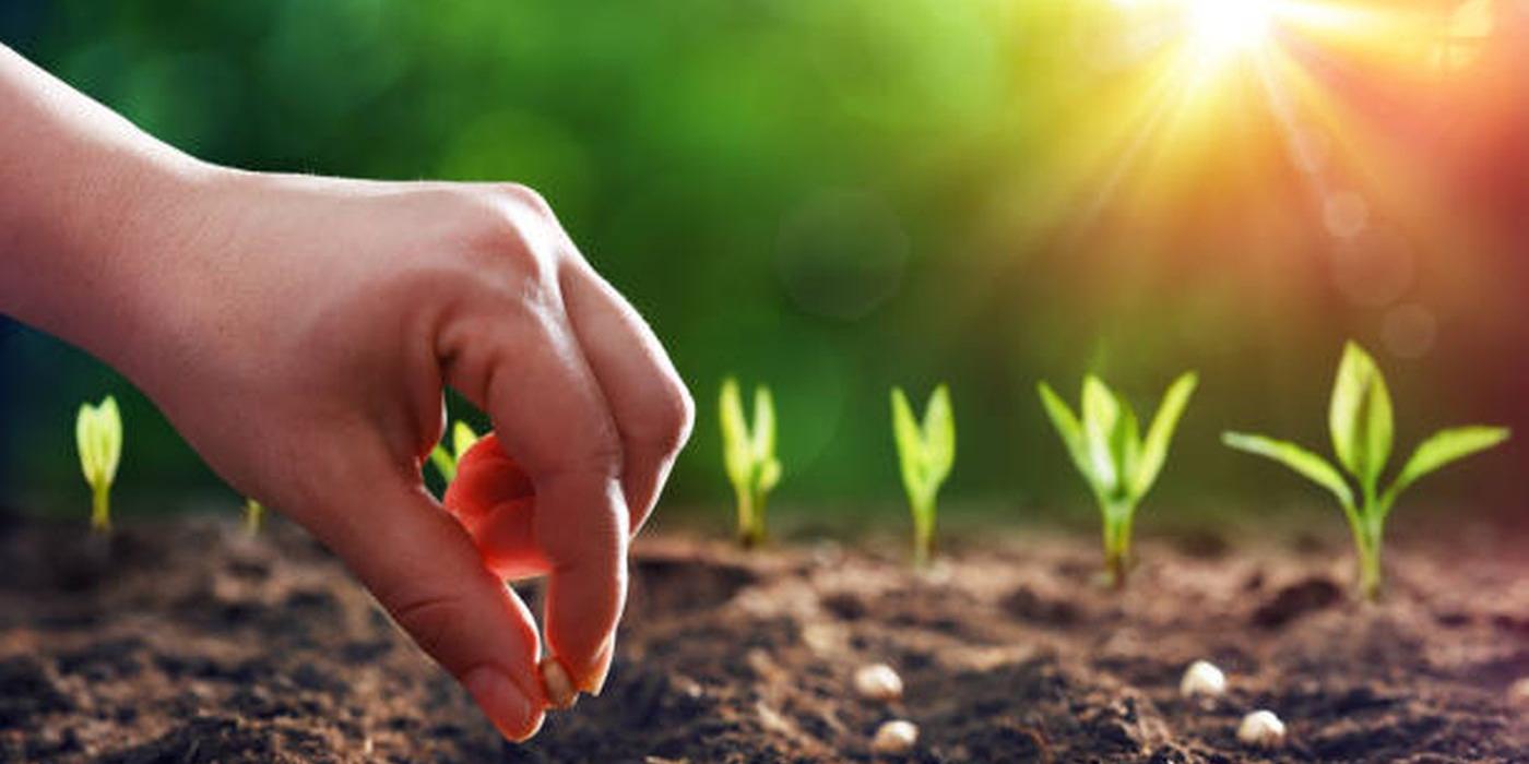 Știai că există semințe pentru gazonul la soare și pentru cel la umbră? Iată cum să le diferențiezi!