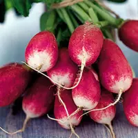 Cum se planteaza si cum se cresc ridichile?