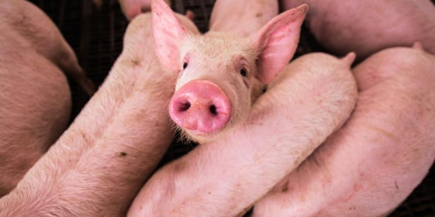 Focare de infecţie cu pesta porcină africană, confirmate în localitatea Popeşti din comuna Baciu