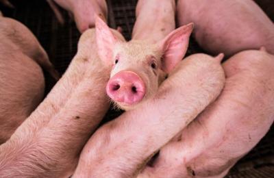 Focare de infecţie cu pesta porcină africană, confirmate în localitatea Popeşti din comuna Baciu