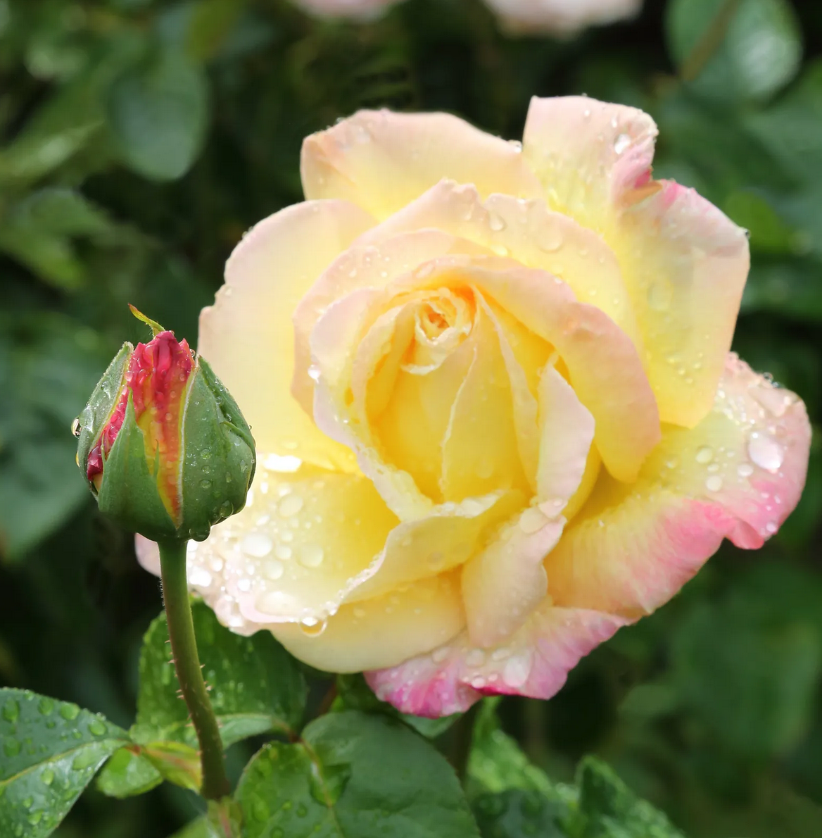 Acest trandafir ideal pentru începători produce flori mari și parfumate până toamna. Nu e de mirare că designerii de grădini îl adoră