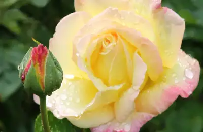 Acest trandafir ideal pentru începători produce flori mari și parfumate până toamna. Nu e de mirare că designerii de grădini îl adoră