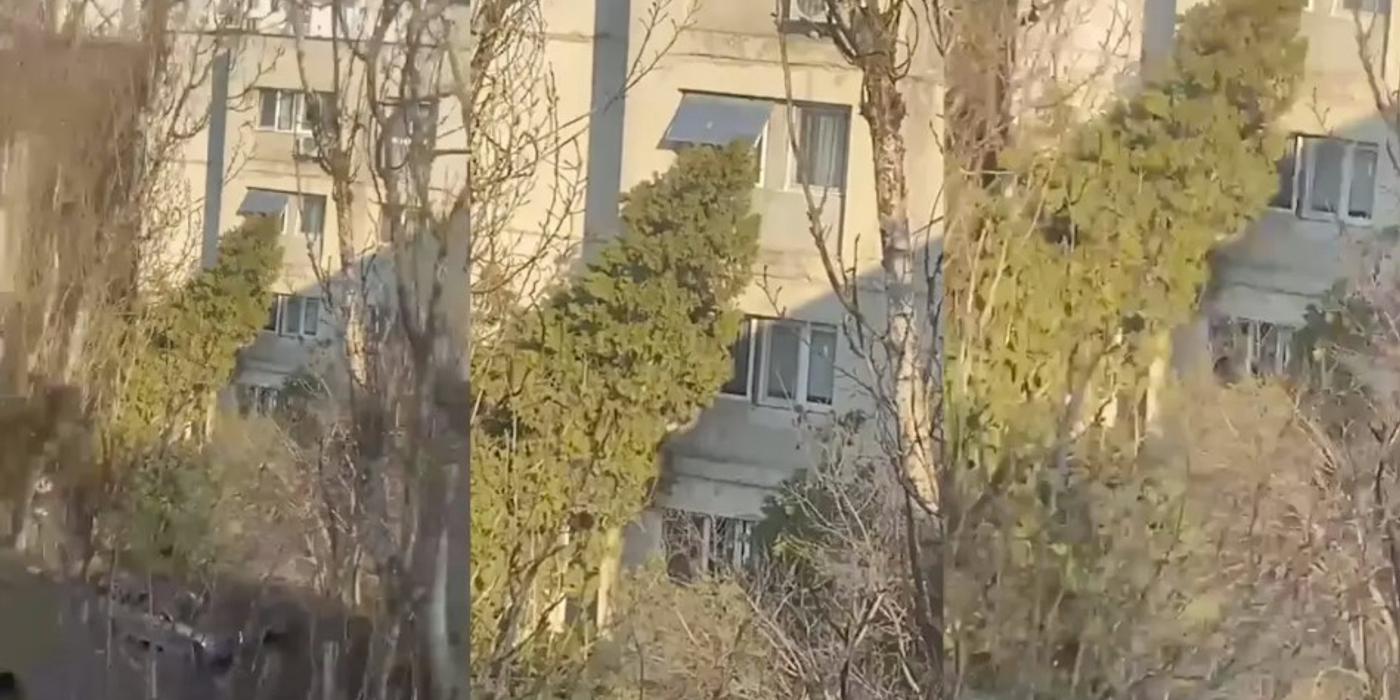 Un copac uriaș s-a rupt și a intrat în apartamentul de la etajul 3 al unui locuitor din București