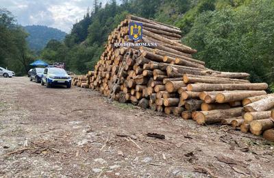 Pădurar din Gherla, arestat pentru 30 de zile, pentru emiterea în fals a unui aviz de însoțire a lemnelor