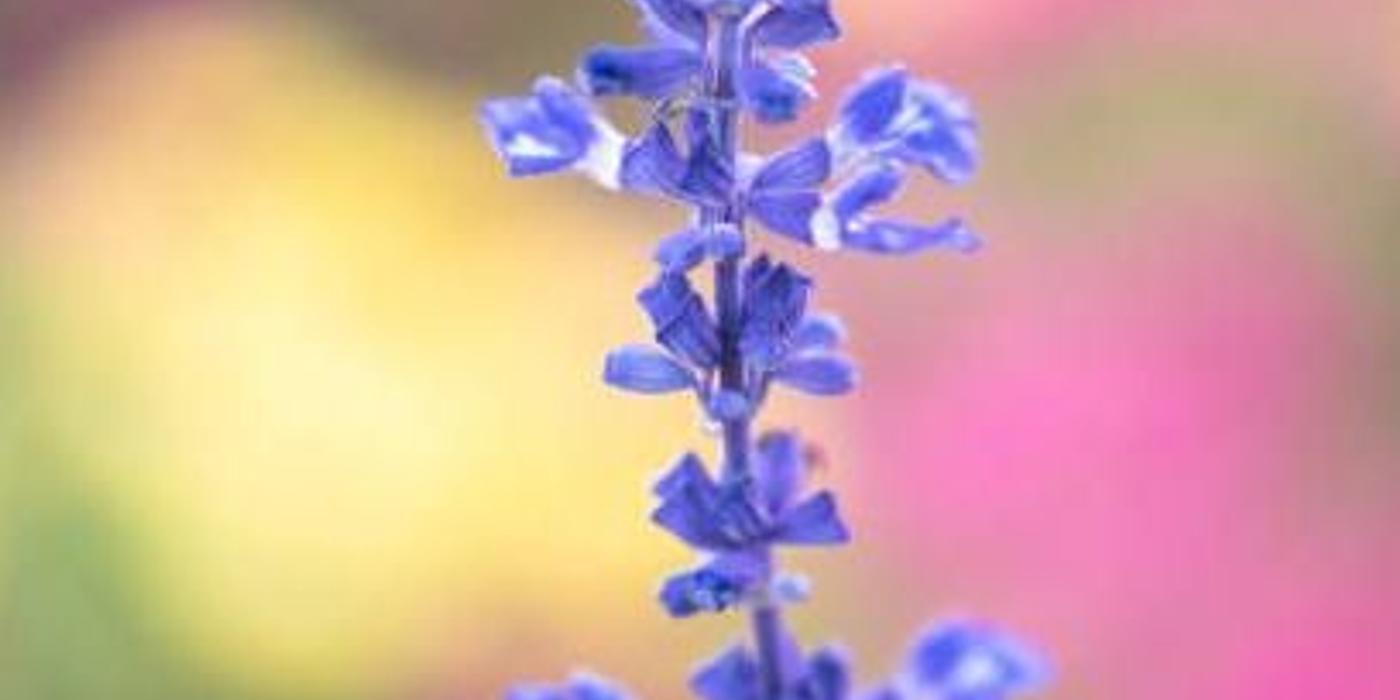 15 flori și plante perene pentru a face orice curte frumoasă