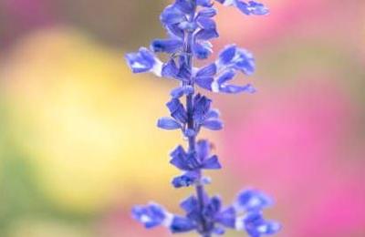 15 flori și plante perene pentru a face orice curte frumoasă