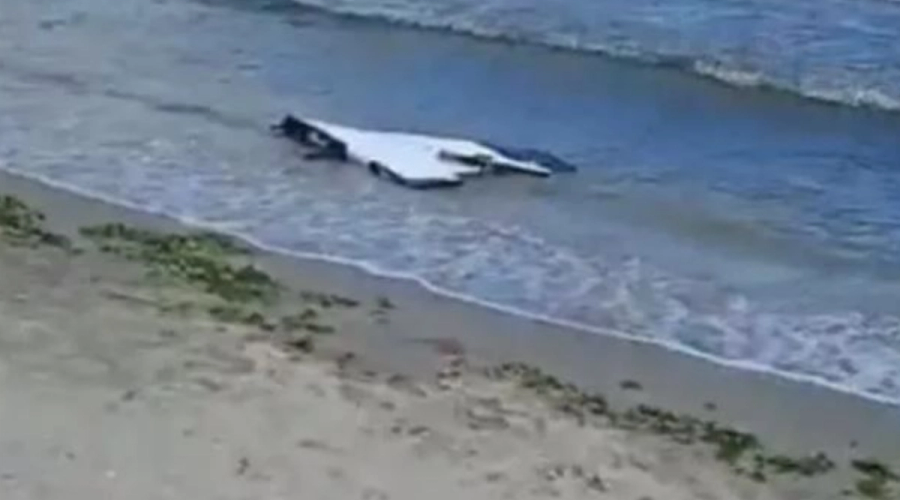 Alertă pe plaja din Corbu: Resturi de dronă neutralizate de geniștii Forțelor Navale. Ce au descoperit specialiștii MApN