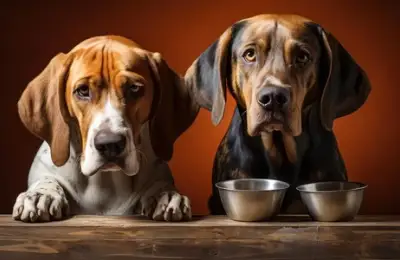 Choosing the Right Food Container for Your Pet