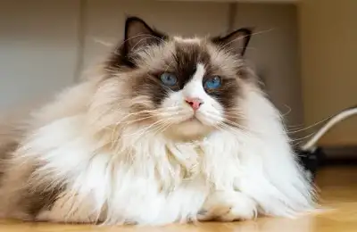 Top 6 Useful Solutions for Brushing Long-Haired Cats