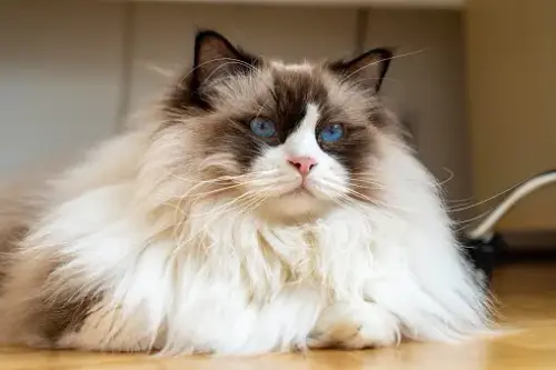 Top 6 soluții utile pentru perierea pisicilor cu păr lung