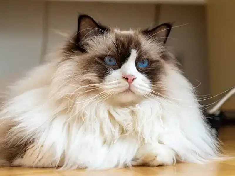 Top 6 soluții utile pentru perierea pisicilor cu păr lung