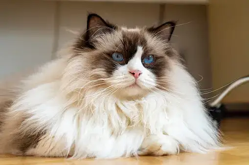 Top 6 Useful Solutions for Brushing Long-Haired Cats