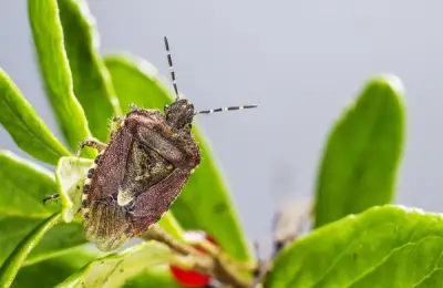 Care sunt insectele de care trebuie sa iti protejezi curtea