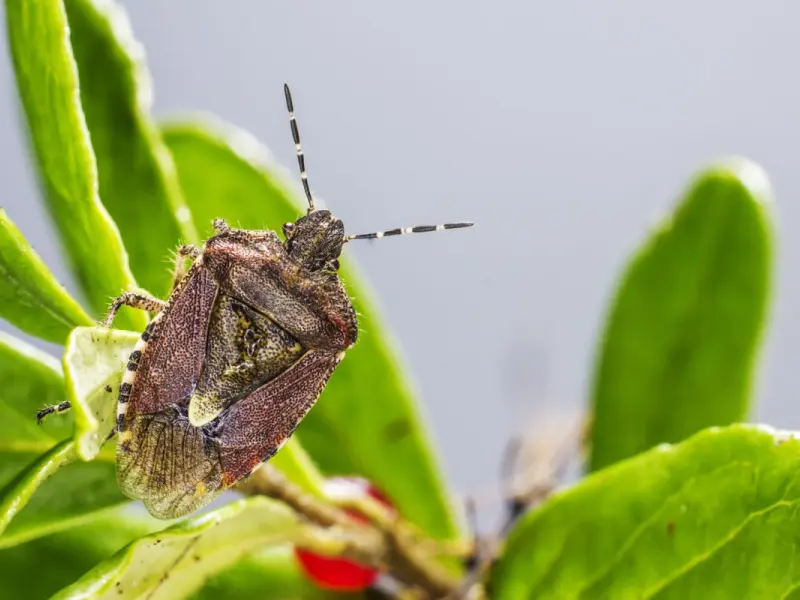 Care sunt insectele de care trebuie sa iti protejezi curtea