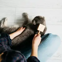 Cum să reduci părul de animale în casă sau apartament