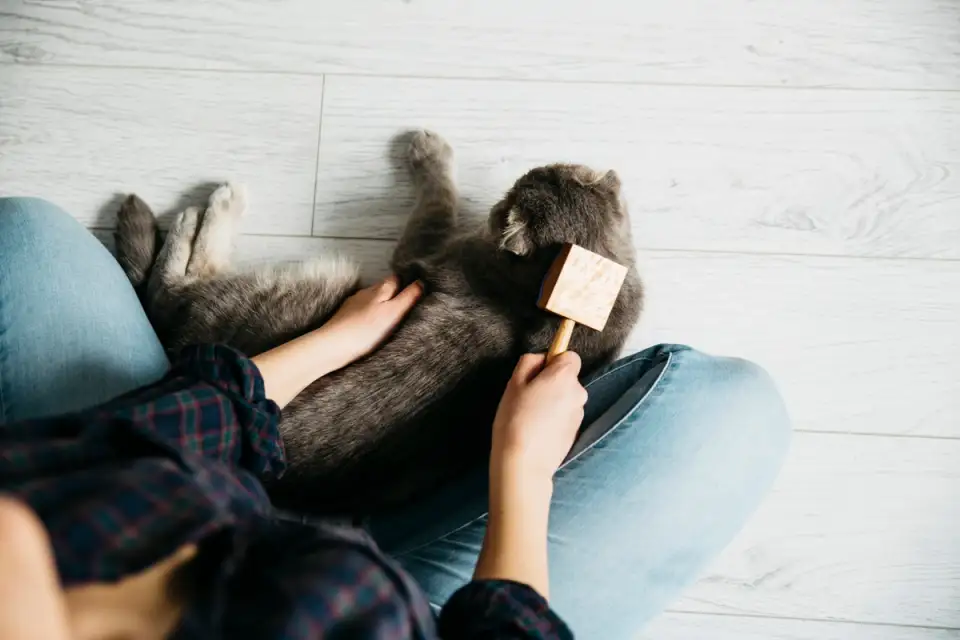 Reducing Pet Hair in Your Home or Apartment