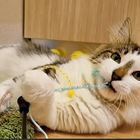 Zeci de pisicuțe își caută o familie iubitoare în weekend: Târg de Adopții la Cat Hotel București