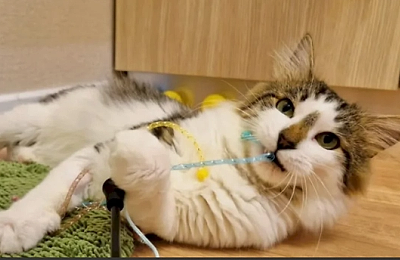 Zeci de pisicuțe își caută o familie iubitoare în weekend: Târg de Adopții la Cat Hotel București