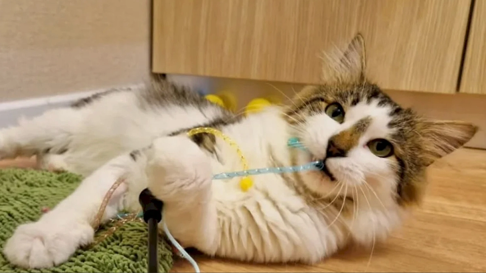 Zeci de pisicuțe își caută o familie iubitoare în weekend: Târg de Adopții la Cat Hotel București