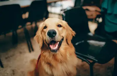 Choosing a Dog Breed Based on Your Temperament