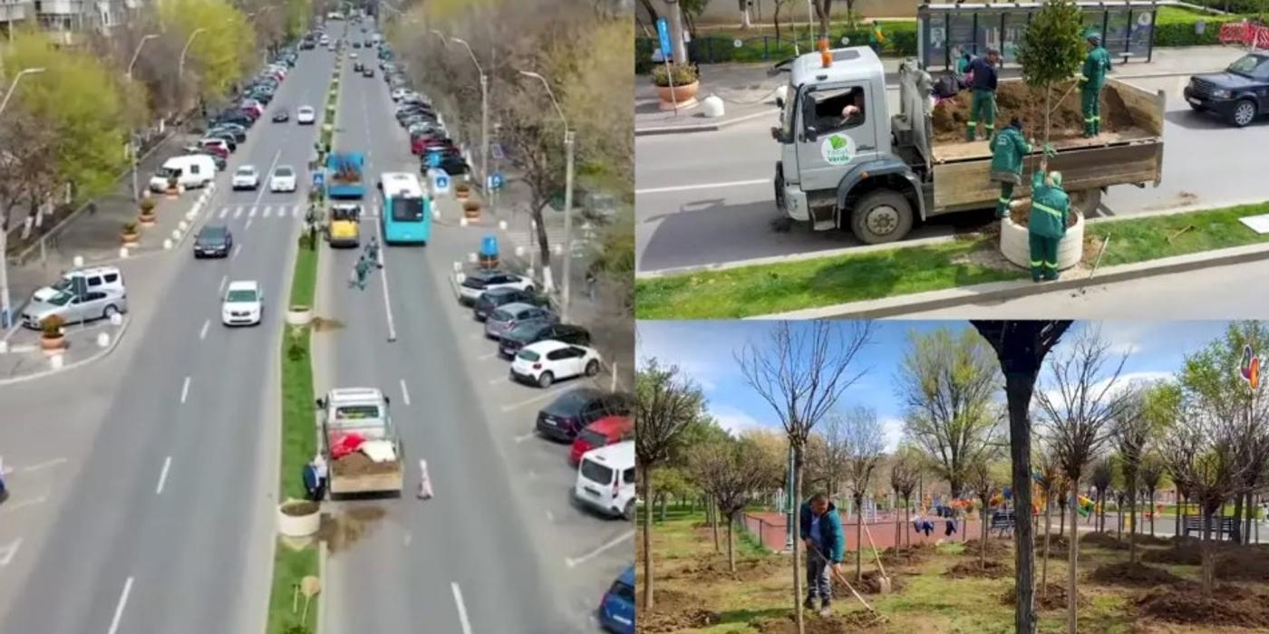 Bulevardul Constantin Brâncoveanu din București va deveni bulevardul magnoliilor, a anunțat Daniel Băluță, primarul Sectorului 4