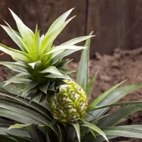 Cum sa plantezi un ananas