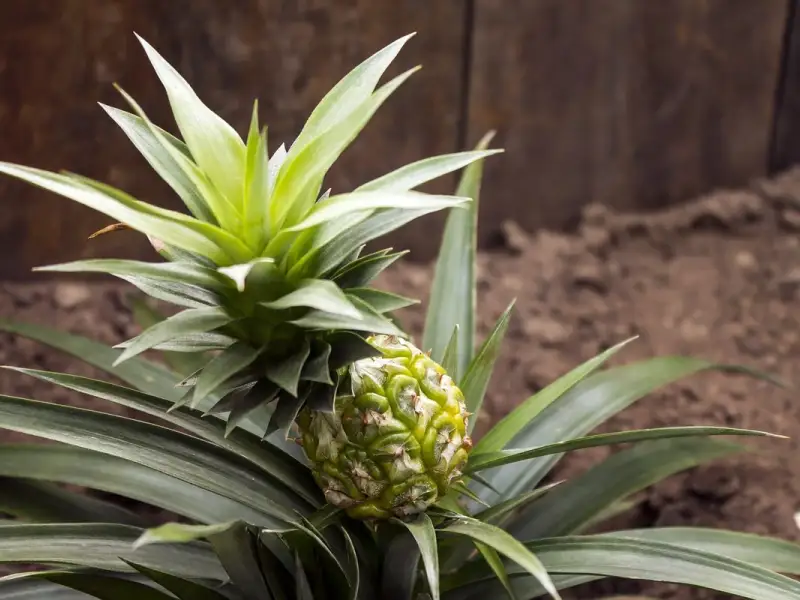 Cum sa plantezi un ananas