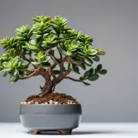 Sfaturi pentru amplasarea plantei banilor în locuință pentru a atrage prosperitatea și norocul în anul 2024. Garanția succesului în diverse domenii.