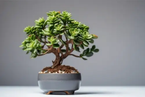 Sfaturi pentru amplasarea plantei banilor în locuință pentru a atrage prosperitatea și norocul în anul 2024. Garanția succesului în diverse domenii.