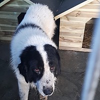 Cățel hoinar din Sectorul 2, preluat de ASPA și dus la adăpostul din Bragadiru