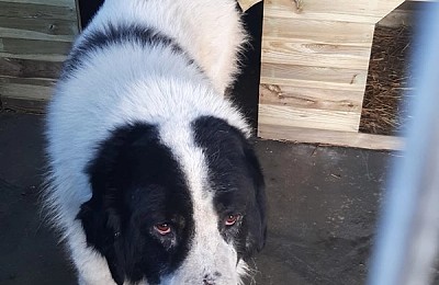Cățel hoinar din Sectorul 2, preluat de ASPA și dus la adăpostul din Bragadiru