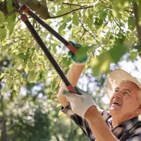 Importanța toaletării copacilor și arbuștilor pentru o curte sănătoasă – Cum și când să tunzi corect vegetația pentru a stimula creșterea