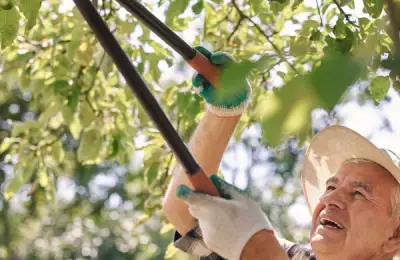 Importanța toaletării copacilor și arbuștilor pentru o curte sănătoasă – Cum și când să tunzi corect vegetația pentru a stimula creșterea